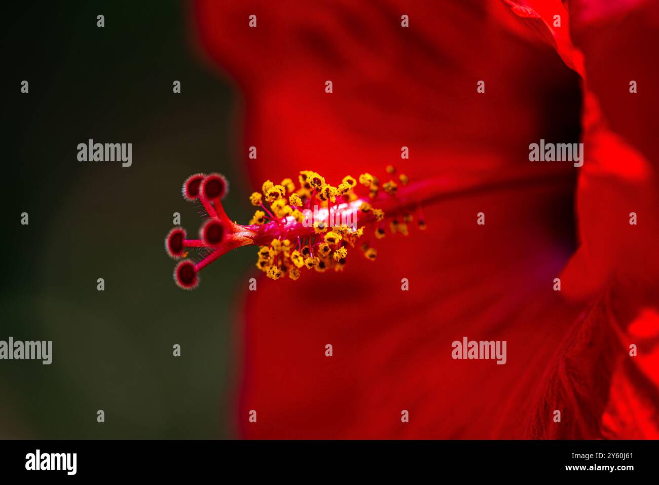 Une superbe photo macro capturant les détails complexes et les étamines vibrantes de l'Hibiscus Rosa Sinensis rouge, également connu sous le nom de Rose chinoise. Banque D'Images