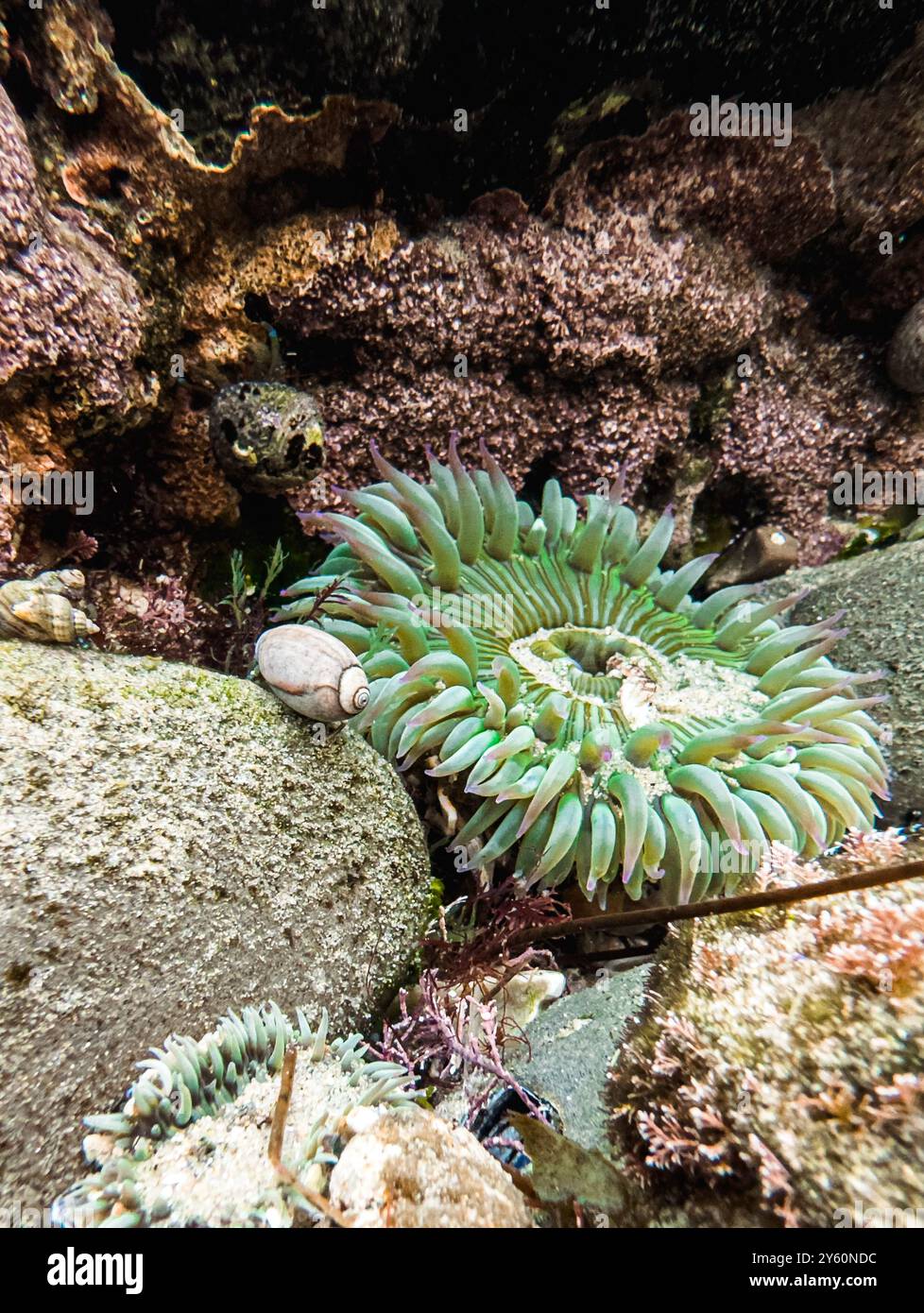 Vue rapprochée d'une anémone de mer sous l'eau Banque D'Images
