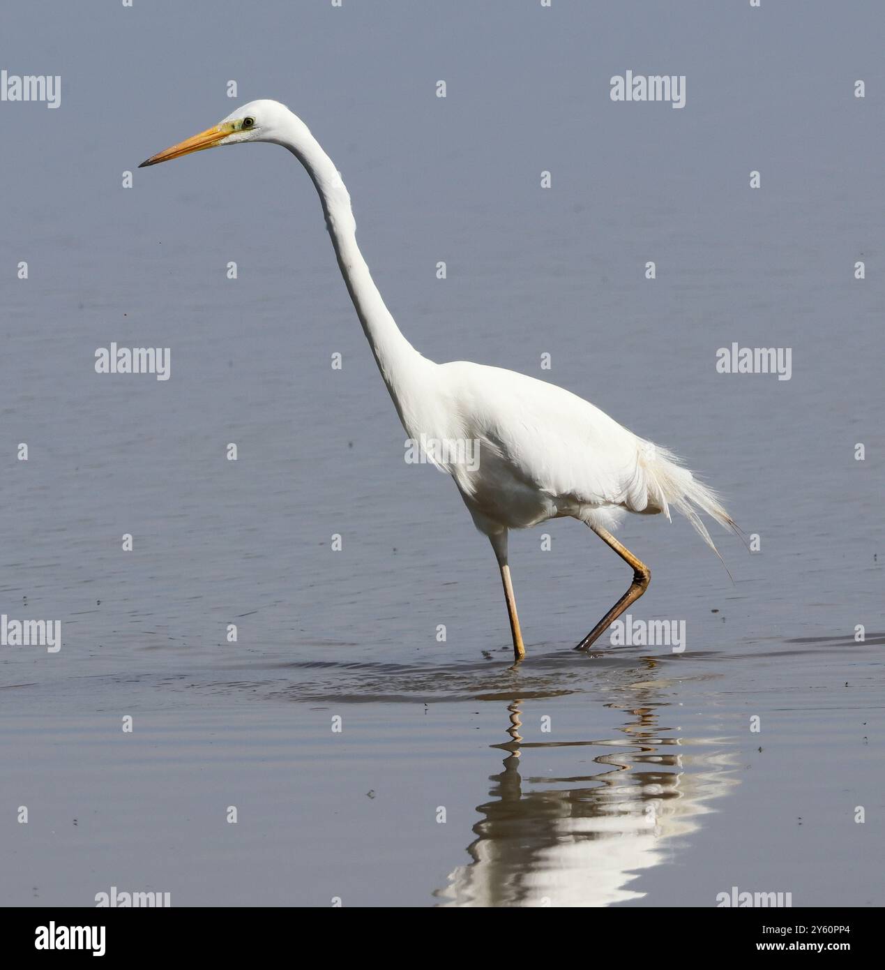 A Great White Egret (Ardea alba) à Slimbridge WWT Gloucestershire UK Banque D'Images