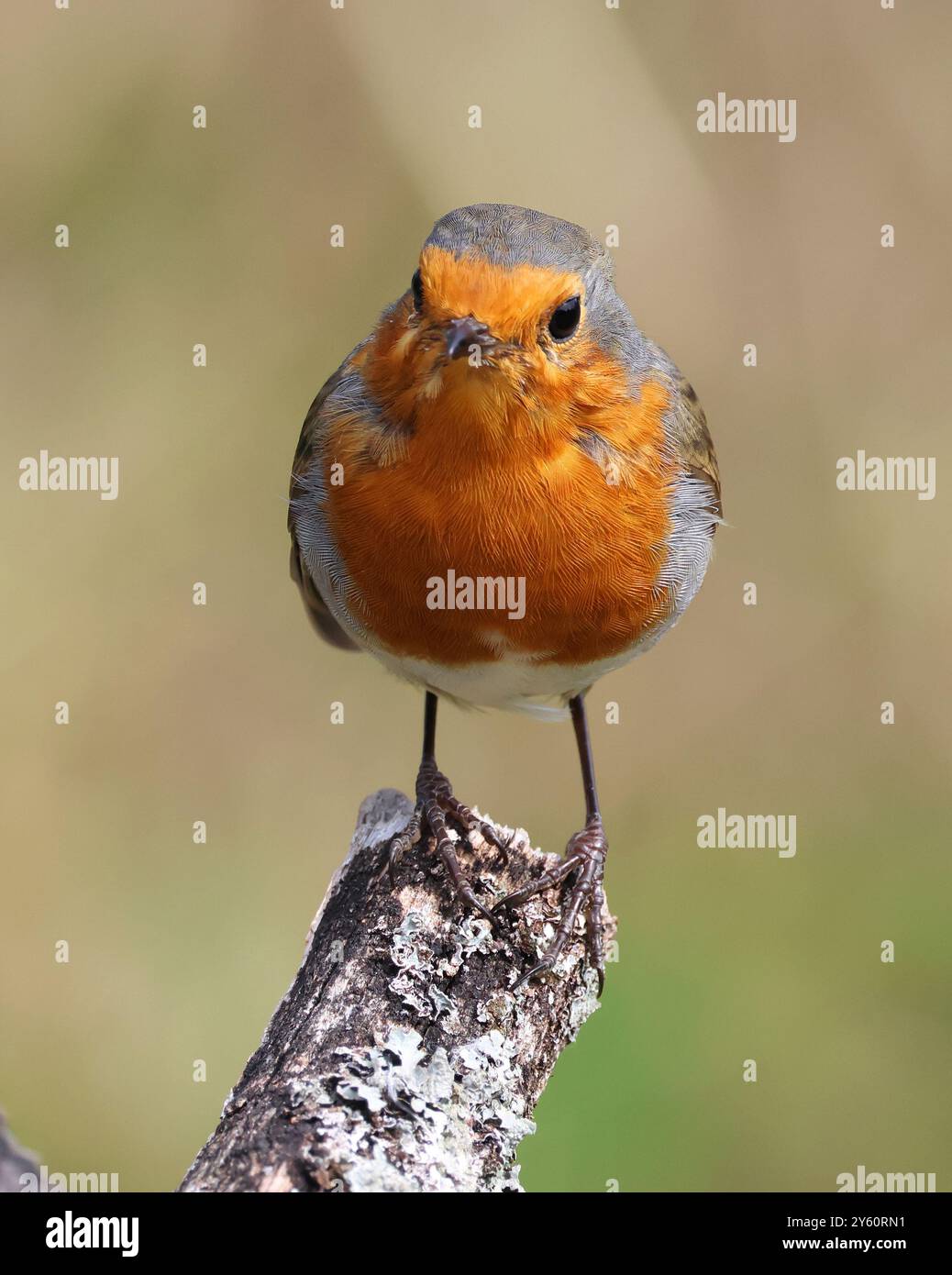 Un Robin (Erithacus rubecula) dans le Gloucestershire au Royaume-Uni Banque D'Images
