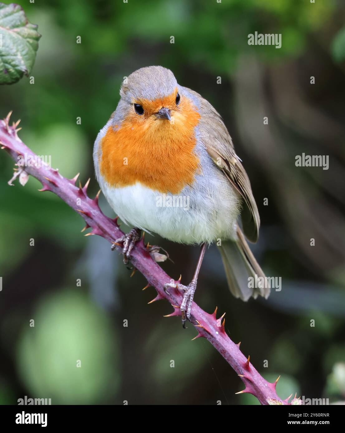 Un Robin (Erithacus rubecula) dans le Gloucestershire au Royaume-Uni Banque D'Images