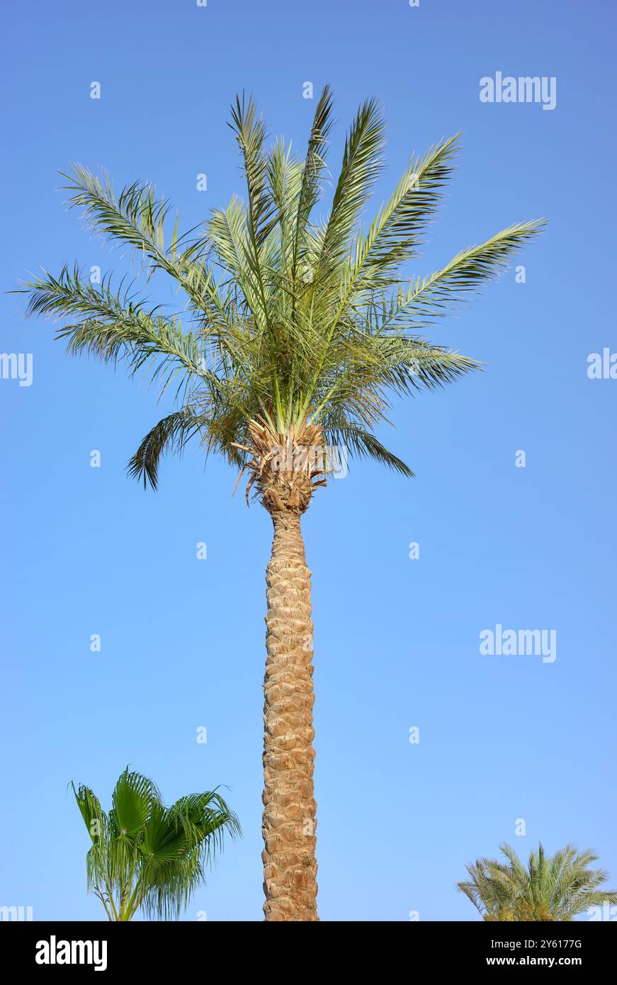 Dater palmier contre un ciel bleu. Banque D'Images