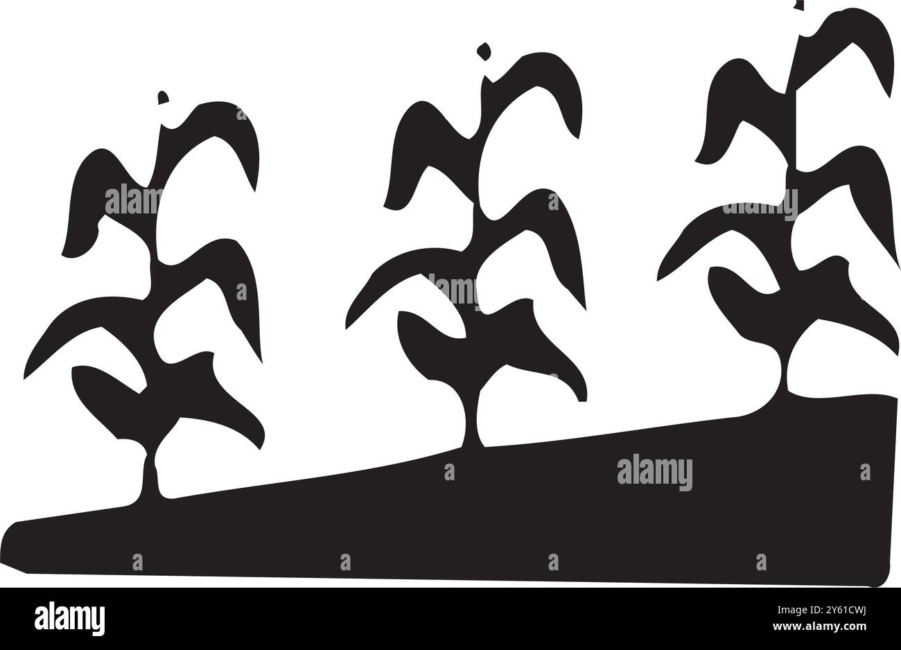 Croquis de champ de maïs noir dans le style vintage sur fond blanc. Illustration nature vintage Illustration de Vecteur