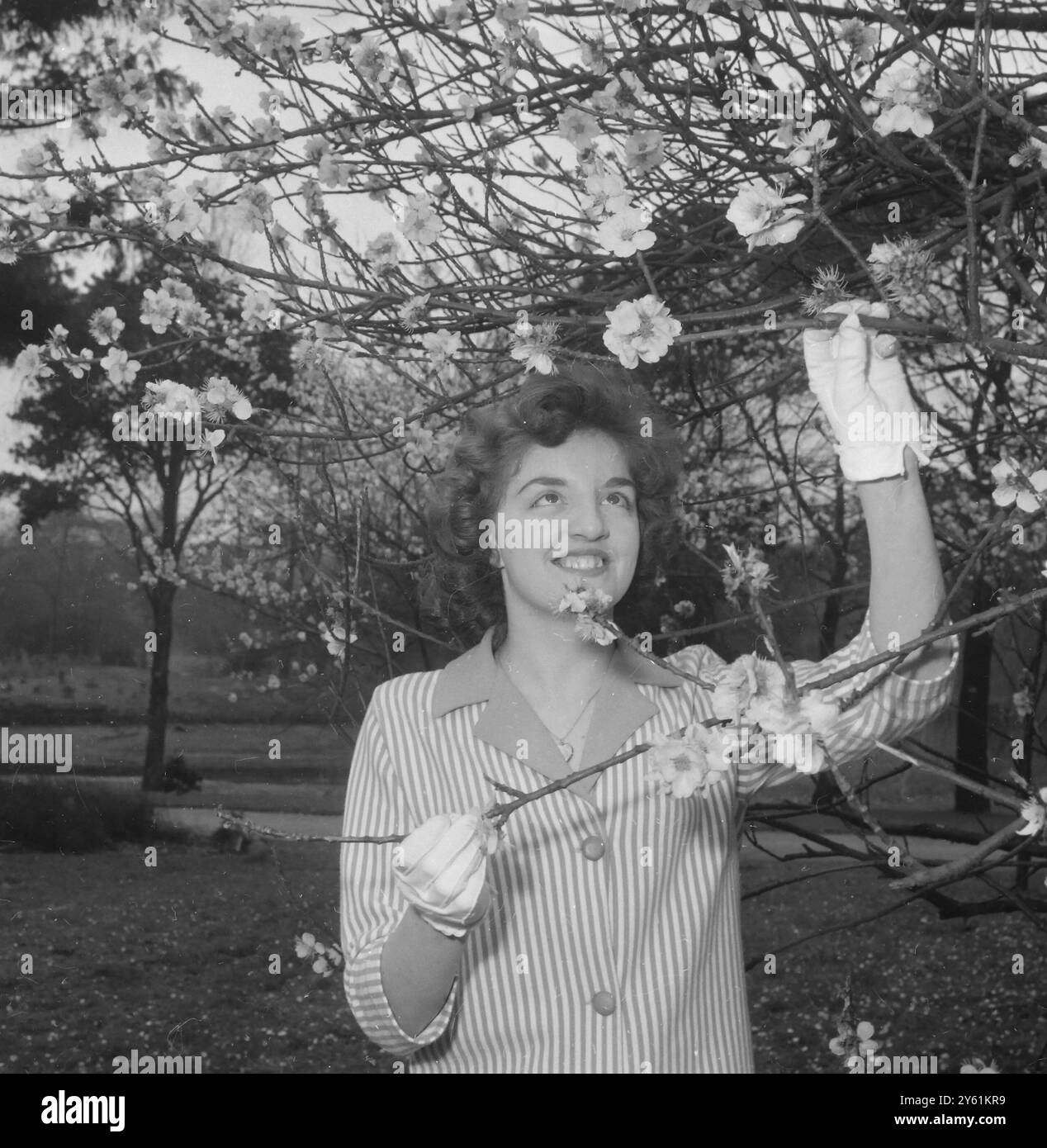 KEW GARDENS PARKER ANN REGARDE LA FLEUR D'AMANDIERS LONDRES 28 MARS 1960 Banque D'Images KEW GARDENS PARKER ANN REGARDE LA FLEUR D'AMANDIERS LONDRES 28 MARS 1960 Banque D'Images