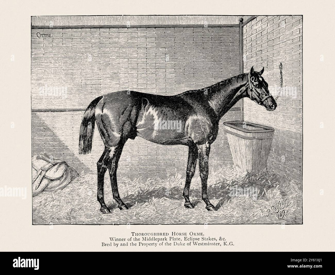 Illustration de cheval vintage tirée d'un livre du XIXe siècle sur les races de chevaux légers. Banque D'Images