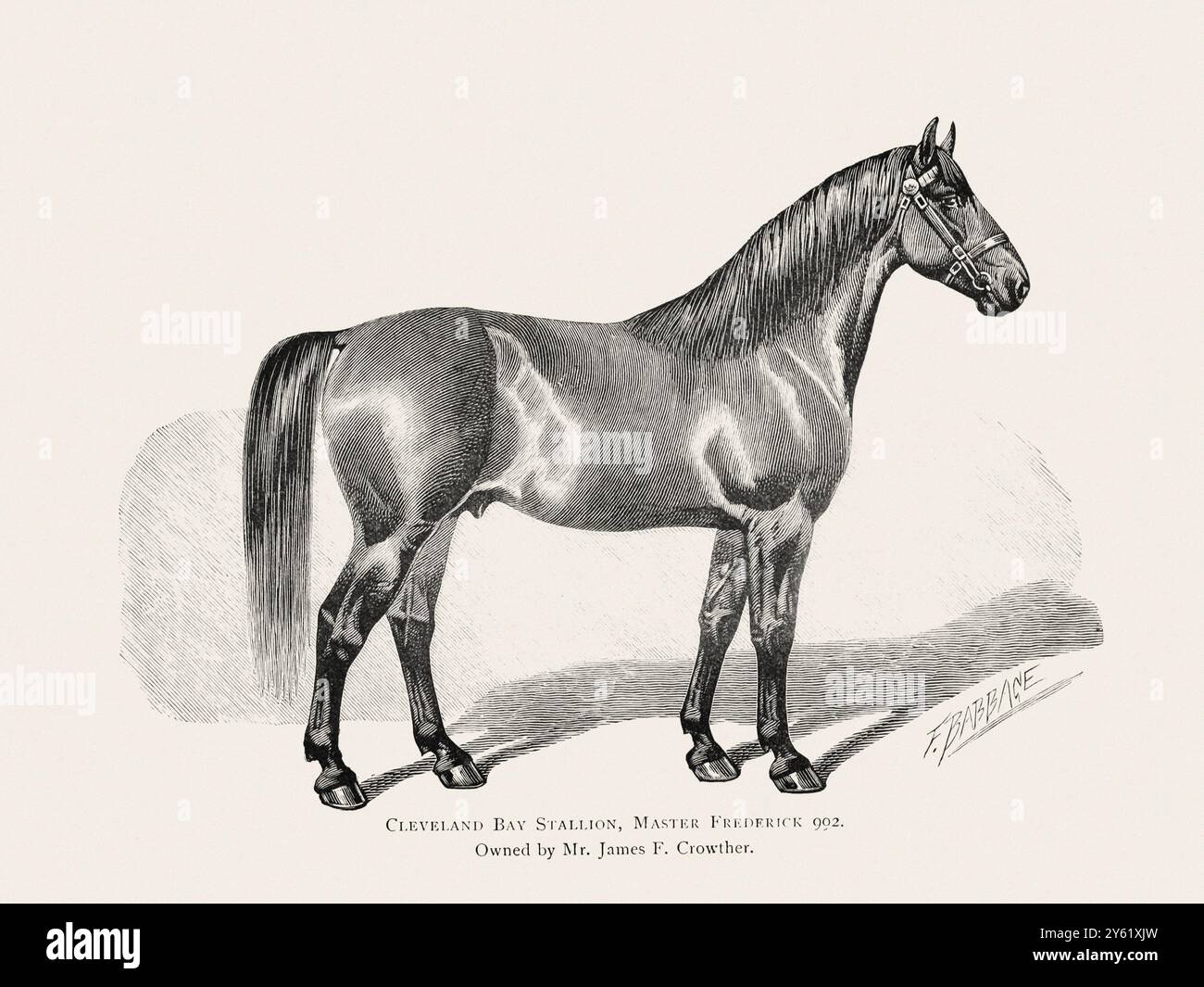 Illustration de cheval vintage tirée d'un livre du XIXe siècle sur les races de chevaux légers. Banque D'Images