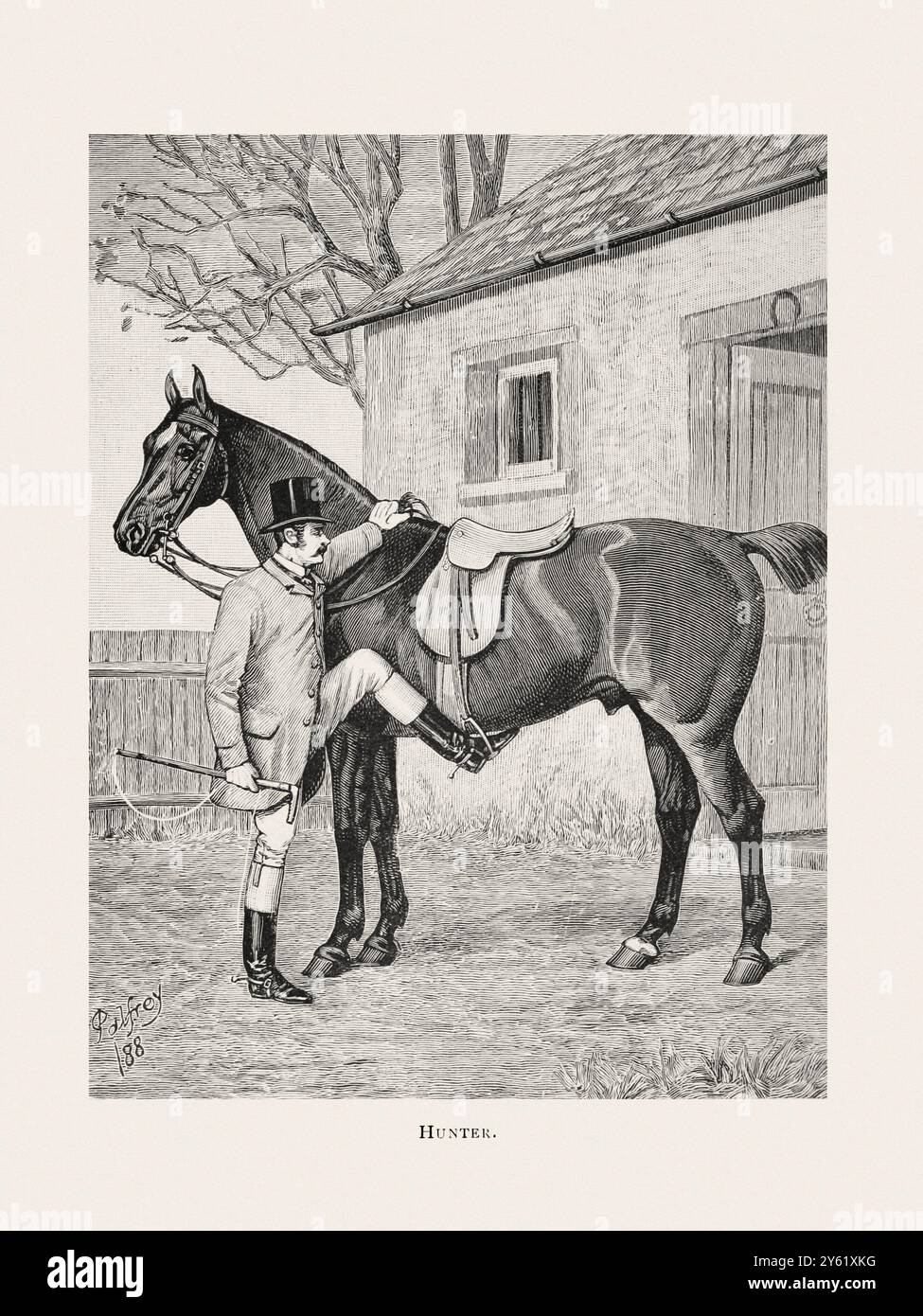 Illustration de cheval vintage tirée d'un livre du XIXe siècle sur les races de chevaux légers. Banque D'Images