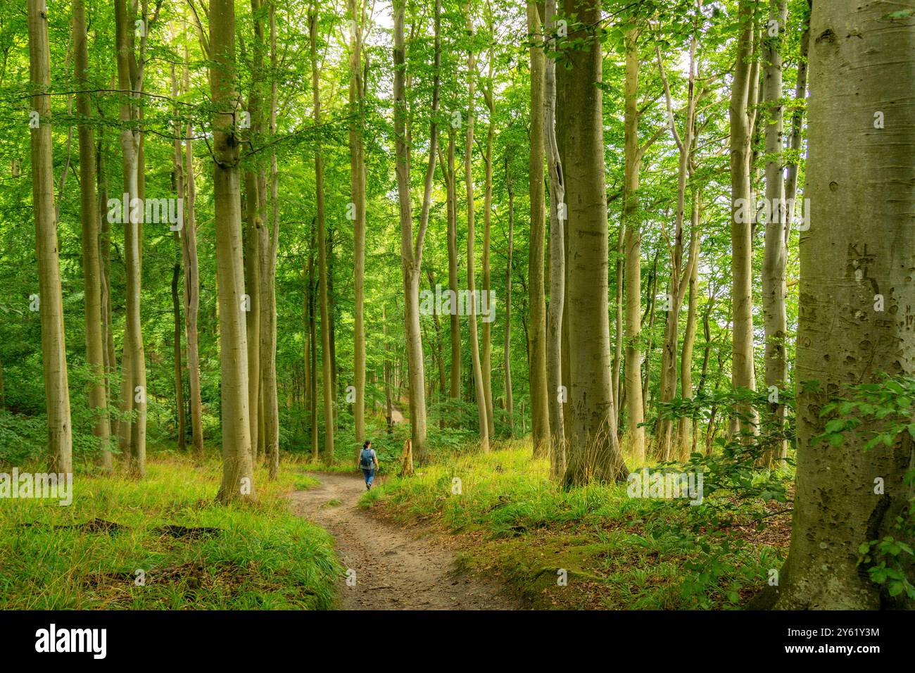 Le Hochuferwanderweg de Baabe via Sellin à Binz, à travers une forêt dense de hêtres, le long des falaises, avec de nombreuses vues sur la mer Baltique, ici la section Banque D'Images