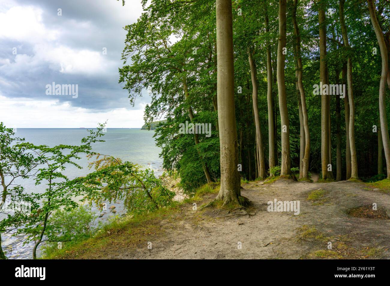 Le Hochuferwanderweg de Baabe via Sellin à Binz, à travers une forêt dense de hêtres, le long des falaises, avec de nombreuses vues sur la mer Baltique, ici la section Banque D'Images