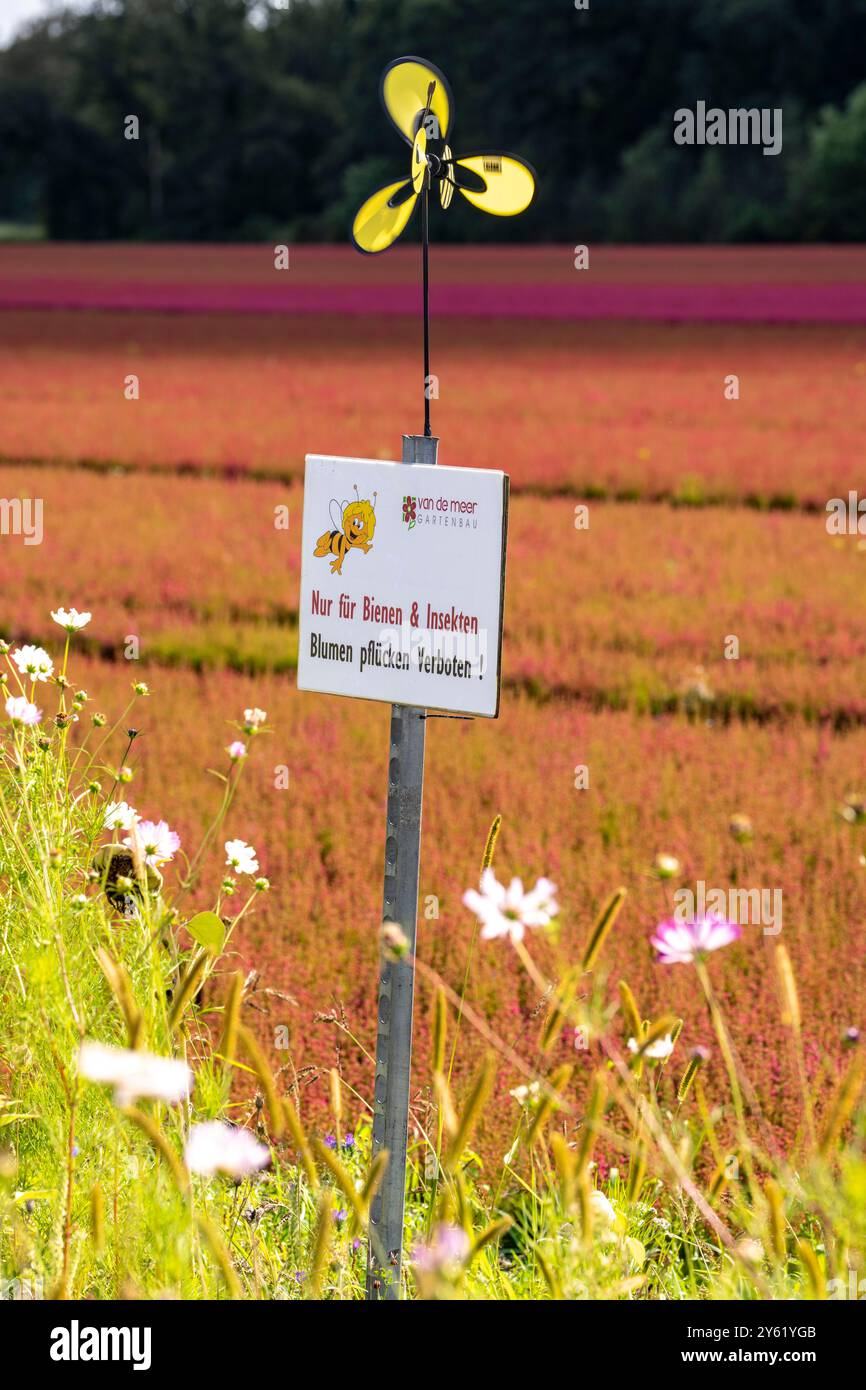Bandes de fleurs sur une zone en plein air d'une ferme horticole, plantes d'automne, plantes de bruyère, les différentes fleurs, plantes non seulement embellissent le paysage, Banque D'Images