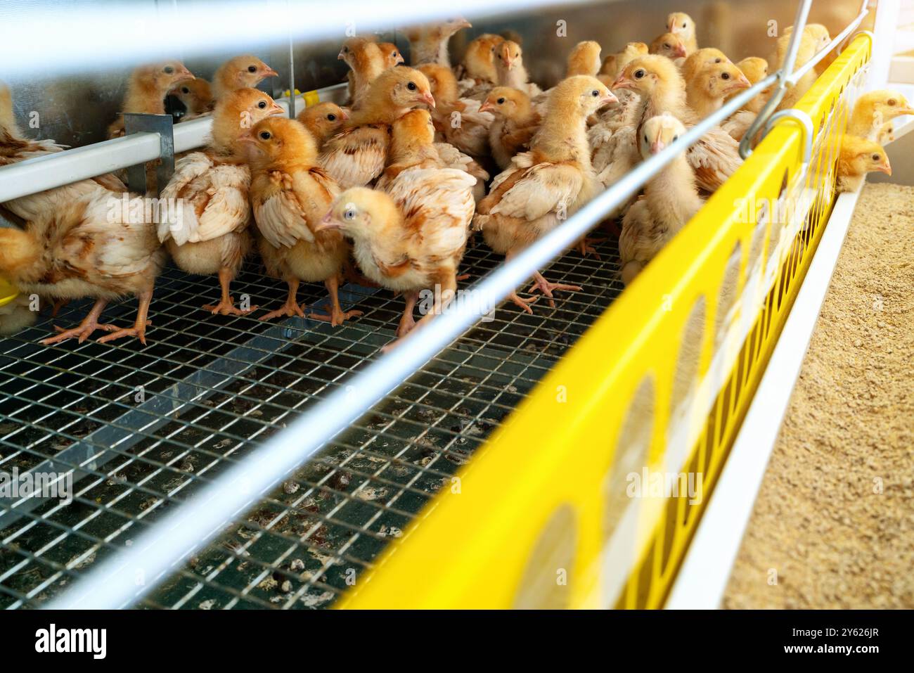 ISA poussins bruns dans une cage dans une ferme avicole. Banque D'Images