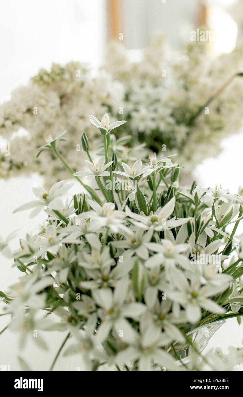 Un arrangement vibrant de fleurs blanches ajoute une touche d'élégance à la pièce, créant une ambiance paisible. Leurs délicats pétales contrastent magnifiquement Banque D'Images