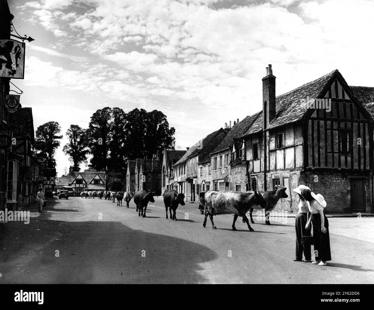 'Loin de la foule Madding' les vaches ont toutes une touche pittoresque finale à la belle Lacock, Wiltshire, comme ils se faufilent lentement du champ de pâturage à travers la rue du village sur le chemin des hangars de traite. Lacock appartenant au National Trust, berceau de Fox Talbot, l'un des pionniers de la photographie est réputé pour être l'un des villages les plus beaux d'Englands. 1er août 1949 Banque D'Images