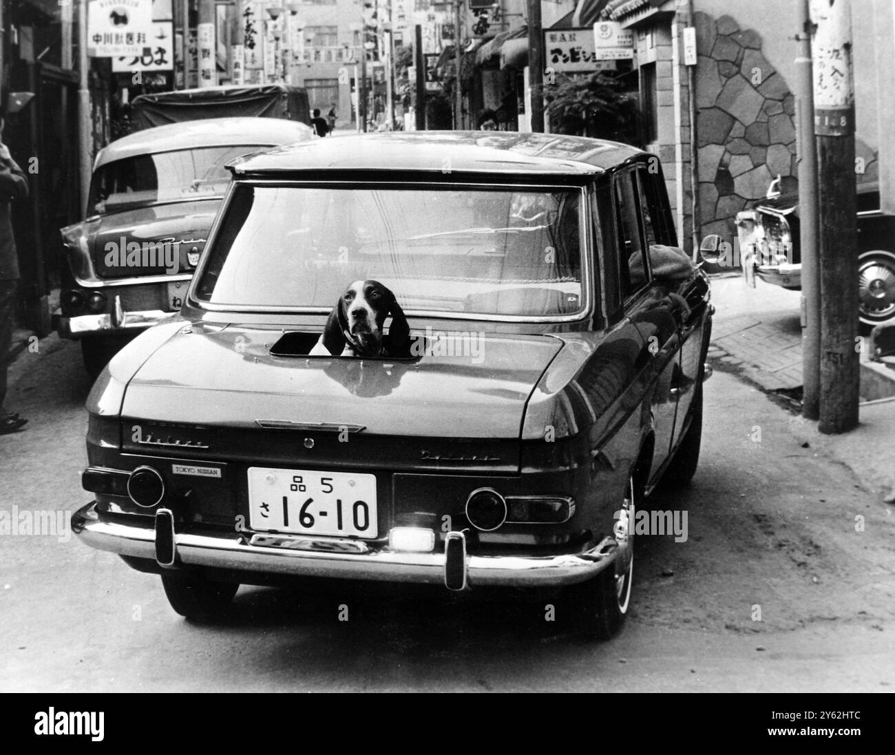 13 NOVEMBRE 1964 seul le coffre de cette voiture Tokyo est décapotable. Ce pointeur porte-bonheur aime voyager dedans. Regarder la circulation et les piétons dans le centre-ville de Tokyo à sa satisfaction grâce à un maître généreux qui a fourni à son chien de compagnie un compartiment spécial à toit ouvert. Tokyo, Japon. Banque D'Images