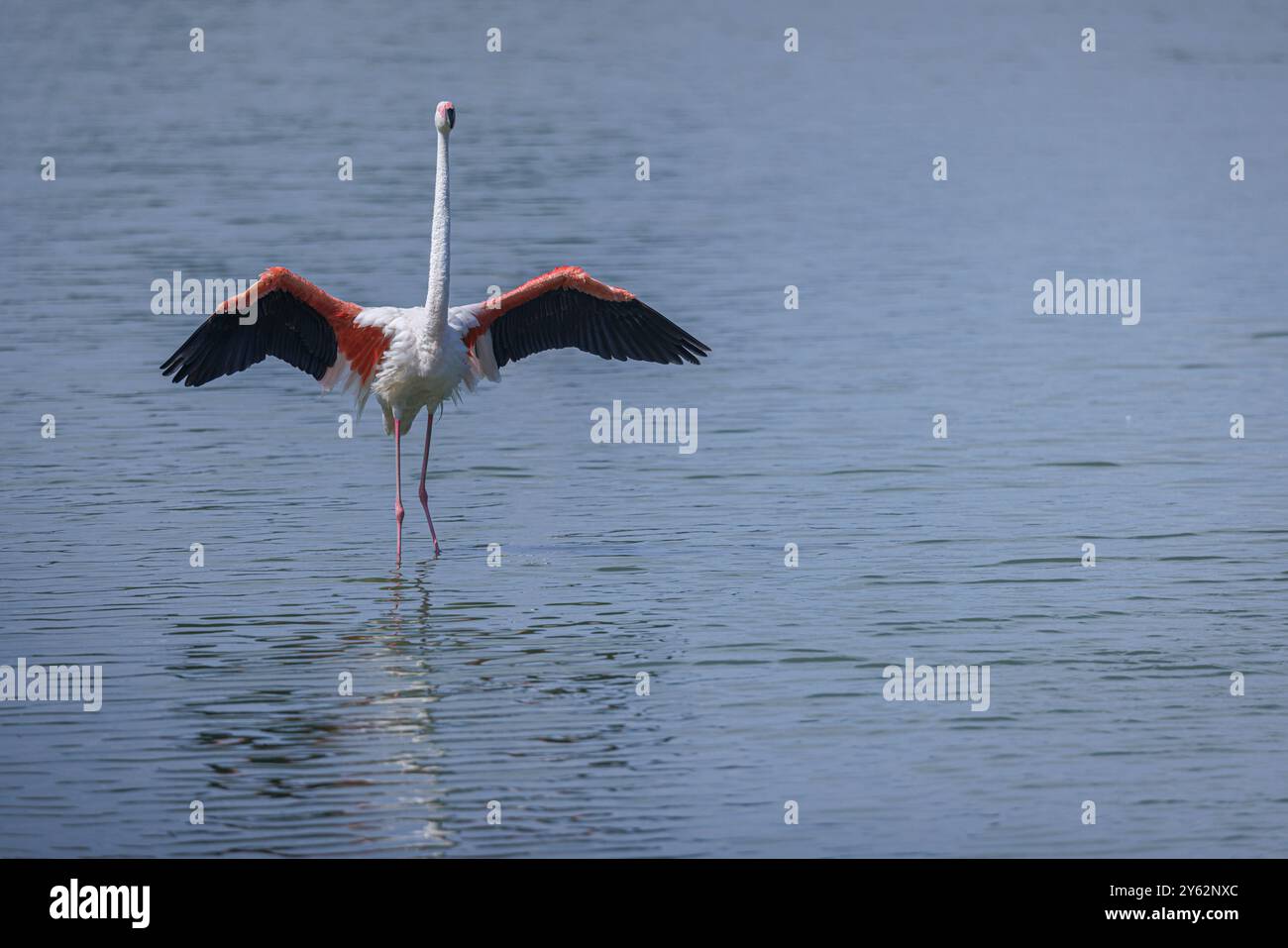 Le grand flamant (phoenicopterus roseus) ouvrant les ailes le 12 juillet 2024 dans le Parc ornithologique du Pont de Gau, Camargue, France. Banque D'Images