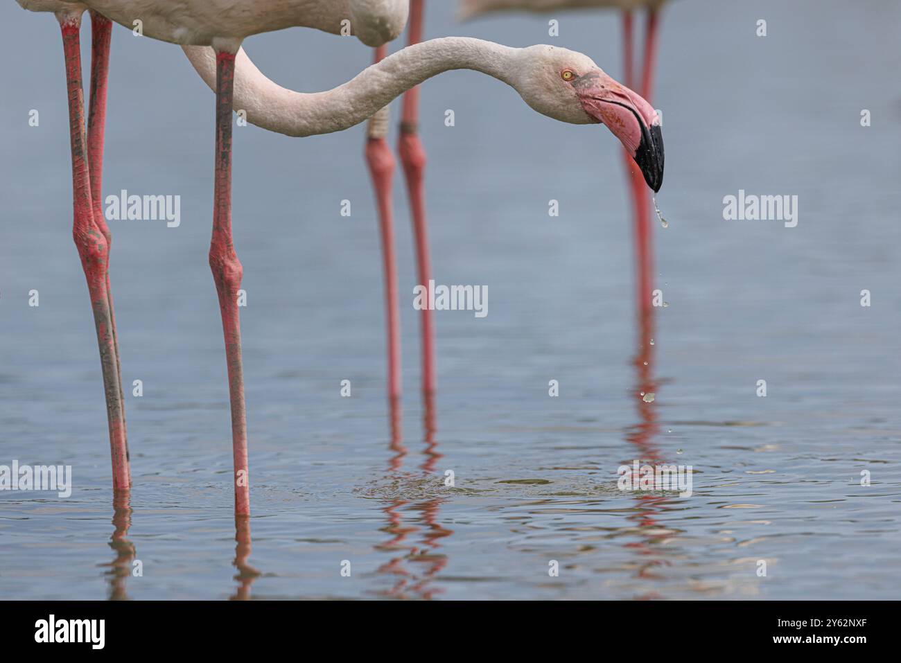 Le grand flamant rose (phoenicopterus roseus) affluent sur marais le 12 juillet 2024 dans le Parc ornithologique du Pont de Gau, Camargue, France. Banque D'Images