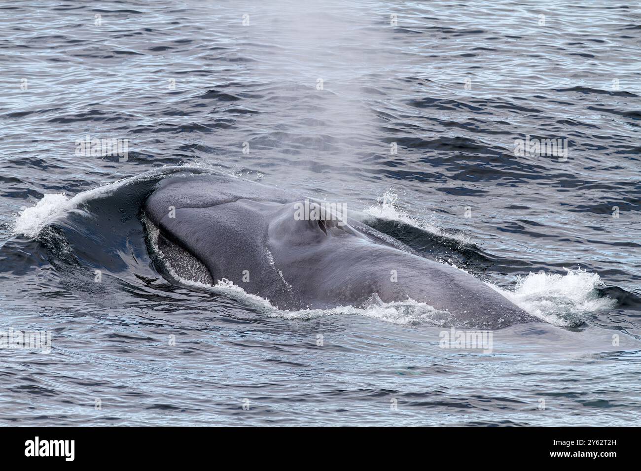 Très rare observation d'une baleine bleue adulte (Balaenoptera musculus) faisant surface dans l'archipel du Svalbard, Norvège. Banque D'Images