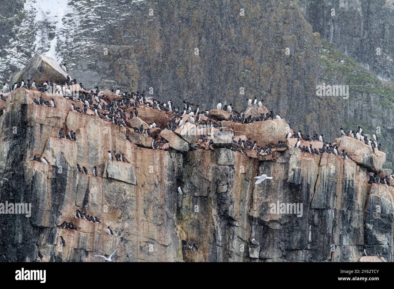 Site de reproduction et de nidification de guillemot de Brünnich (Uria lomvia) au cap Fanshawe dans l'archipel du Svalbard, Norvège. Banque D'Images Site de reproduction et de nidification de guillemot de Brünnich (Uria lomvia) au cap Fanshawe dans l'archipel du Svalbard, Norvège. Banque D'Images
