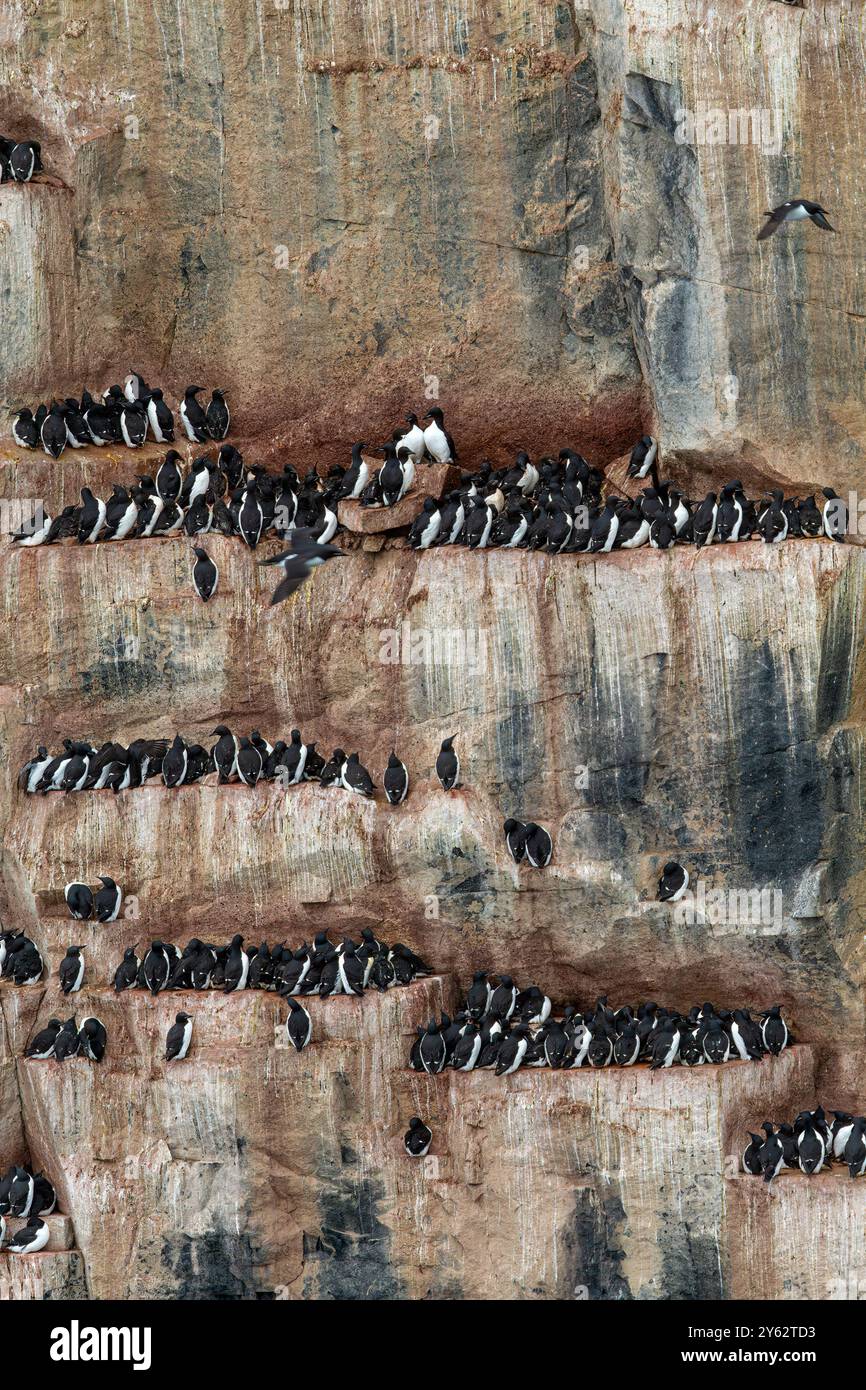 Site de reproduction et de nidification de guillemot de Brünnich (Uria lomvia) au cap Fanshawe dans l'archipel du Svalbard, Norvège. Banque D'Images Site de reproduction et de nidification de guillemot de Brünnich (Uria lomvia) au cap Fanshawe dans l'archipel du Svalbard, Norvège. Banque D'Images