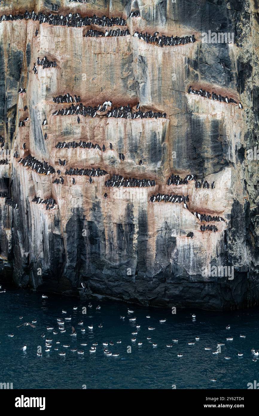 Site de reproduction et de nidification de guillemot de Brünnich (Uria lomvia) au cap Fanshawe dans l'archipel du Svalbard, Norvège. Banque D'Images Site de reproduction et de nidification de guillemot de Brünnich (Uria lomvia) au cap Fanshawe dans l'archipel du Svalbard, Norvège. Banque D'Images