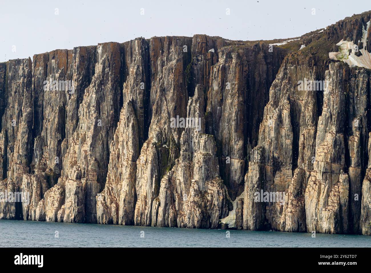 Site de reproduction et de nidification de guillemot de Brünnich (Uria lomvia) au cap Fanshawe dans l'archipel du Svalbard, Norvège. Banque D'Images Site de reproduction et de nidification de guillemot de Brünnich (Uria lomvia) au cap Fanshawe dans l'archipel du Svalbard, Norvège. Banque D'Images