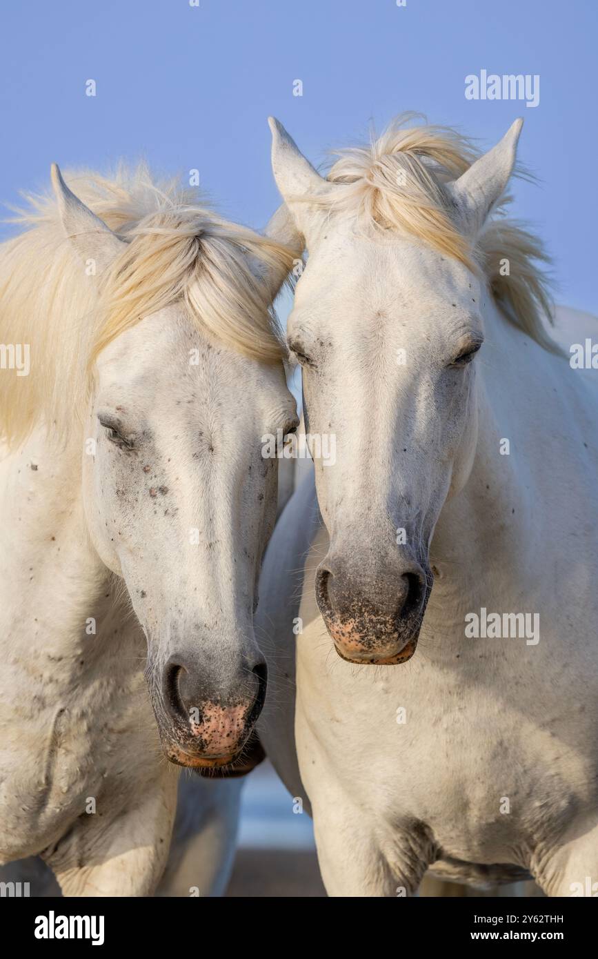 Chevaux de Camargue courant dans les marais du Rhône au lever du soleil, près d'Aigues-mortes, dans le sud de la France Banque D'Images