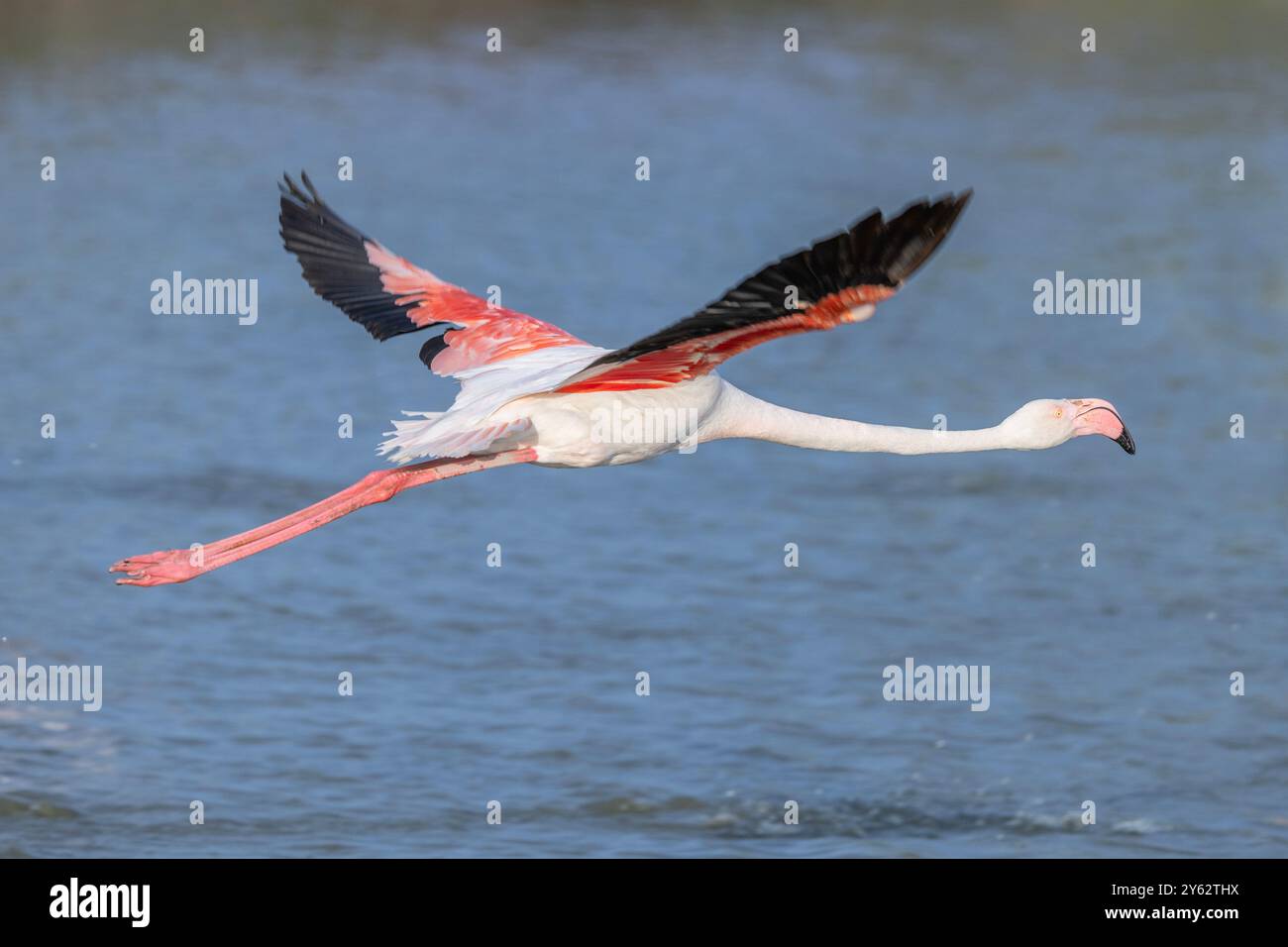 Rose Flamingo volant dans les zones humides naturelles du Parc ornithologique Camargue, près d'Aigues-mortes, côte de la Méditerranée occidentale, Sud de la France Banque D'Images