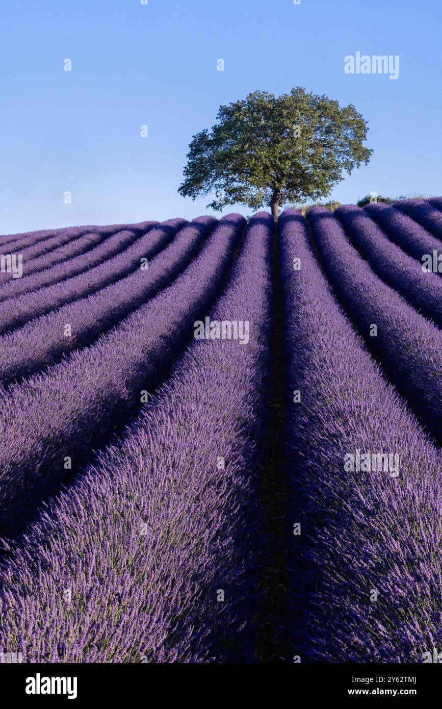 Lever de soleil sur les champs de lavande près du village de Roumoules, région Provence, Sud de la France Banque D'Images