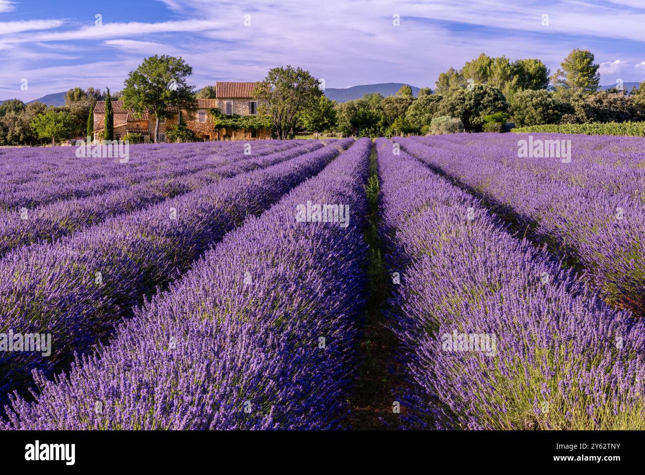 Château et champs de lavande aux Blaques, vallée du Luberon, Sud de la France Banque D'Images
