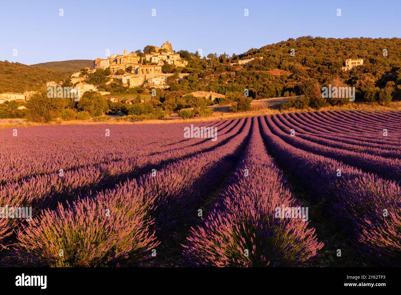 Champs de lavande dans le village médiéval de Simiane la Rotonde, Luberon, Provence, Sud de la France Banque D'Images