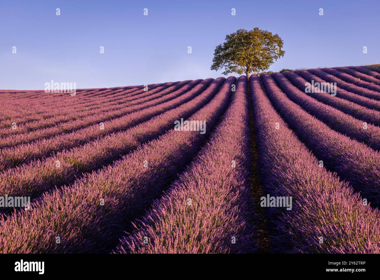 Lever de soleil sur les champs de lavande près du village de Roumoules, région Provence, Sud de la France Banque D'Images