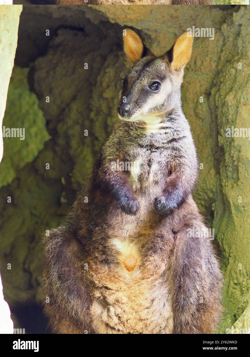 Superbe et captivant Rock-Wallaby à queue de pinceau d'une beauté exceptionnelle. Banque D'Images