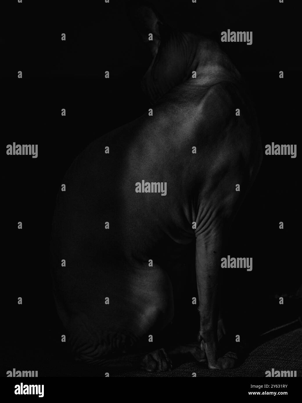 Chat Sphynx en noir et blanc Banque D'Images