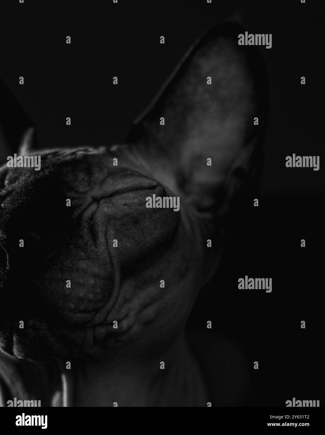 Chat Sphynx en noir et blanc Banque D'Images