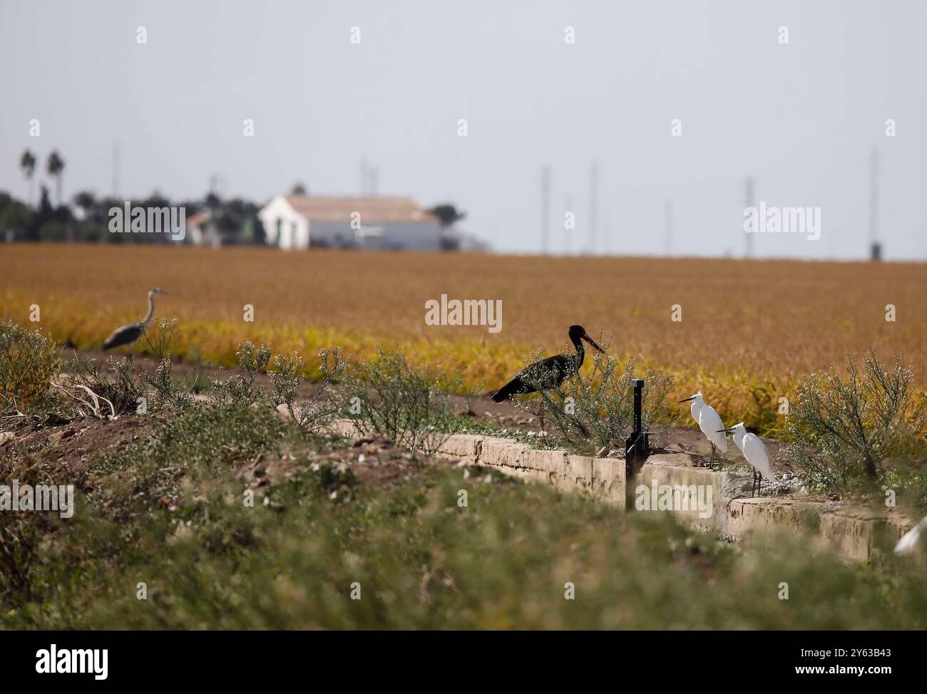 Séville, 14/10/2018. Galerie de photos des rizières de la région d'Isla Mayor et de la colonie Alfonso XIII. Photo : Raúl Doblado. Archsev. Crédit : album / Archivo ABC / Raúl Doblado Banque D'Images