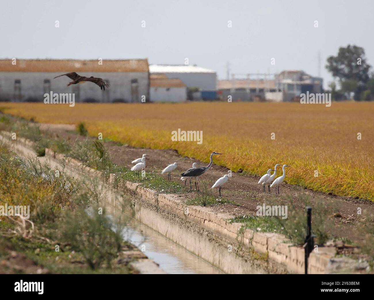 Séville, 14/10/2018. Galerie de photos des rizières de la région d'Isla Mayor et de la colonie Alfonso XIII. Photo : Raúl Doblado. Archsev. Crédit : album / Archivo ABC / Raúl Doblado Banque D'Images