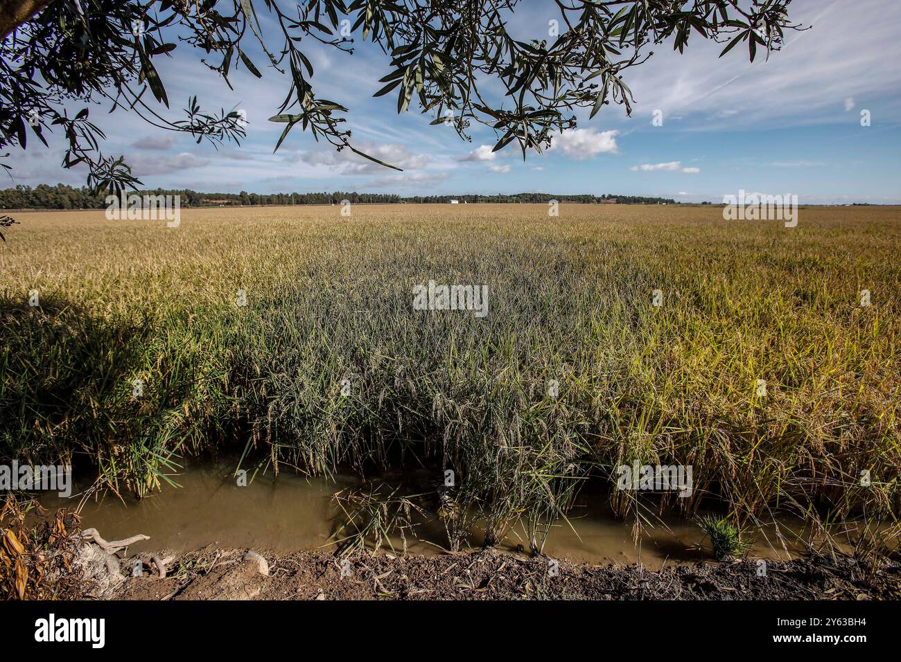 Séville, 14/10/2018. Galerie de photos des rizières de la région d'Isla Mayor et de la colonie Alfonso XIII. Photo : Raúl Doblado. Archsev. Crédit : album / Archivo ABC / Raúl Doblado Banque D'Images