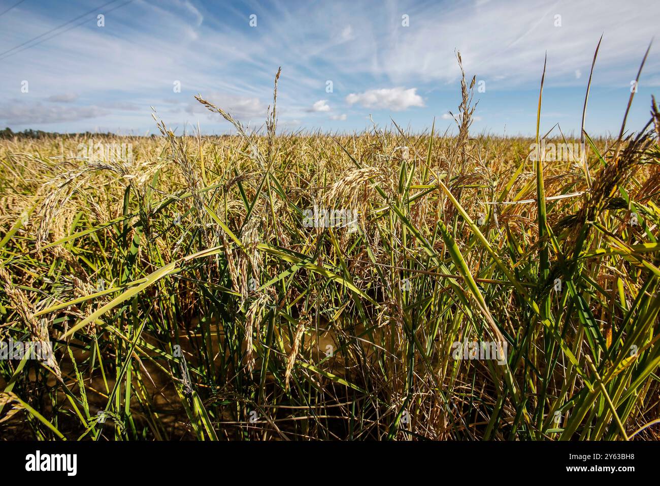 Séville, 14/10/2018. Galerie de photos des rizières de la région d'Isla Mayor et de la colonie Alfonso XIII. Photo : Raúl Doblado. Archsev. Crédit : album / Archivo ABC / Raúl Doblado Banque D'Images