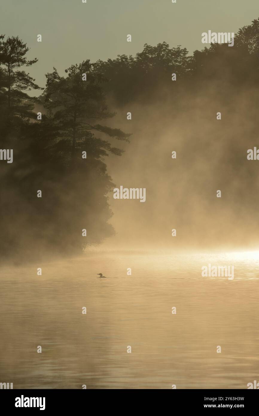 Brume du matin sur le lac Banque D'Images