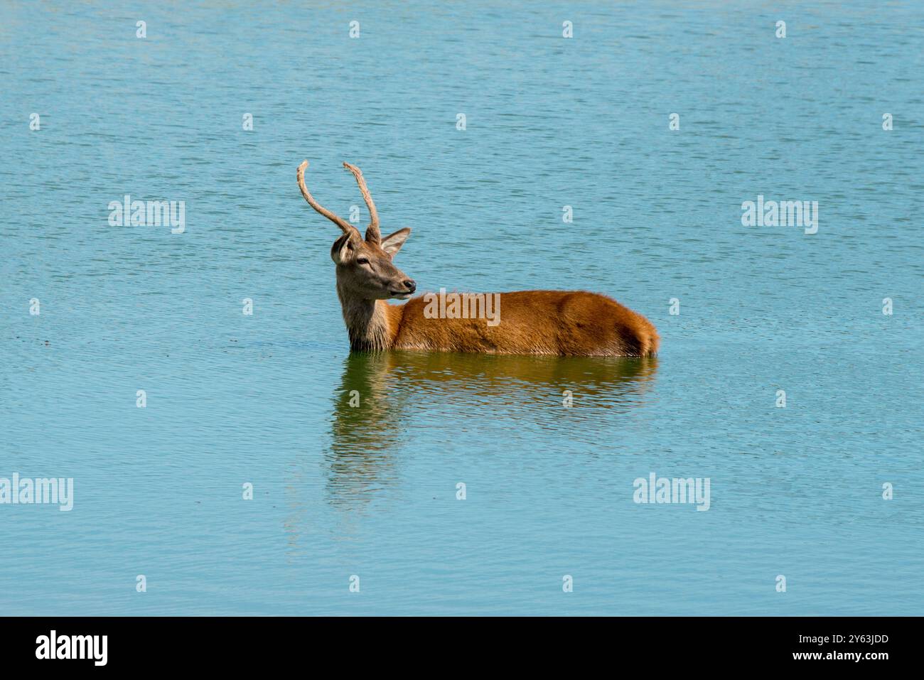 Cerf se rafraîchissant dans le lac Banque D'Images