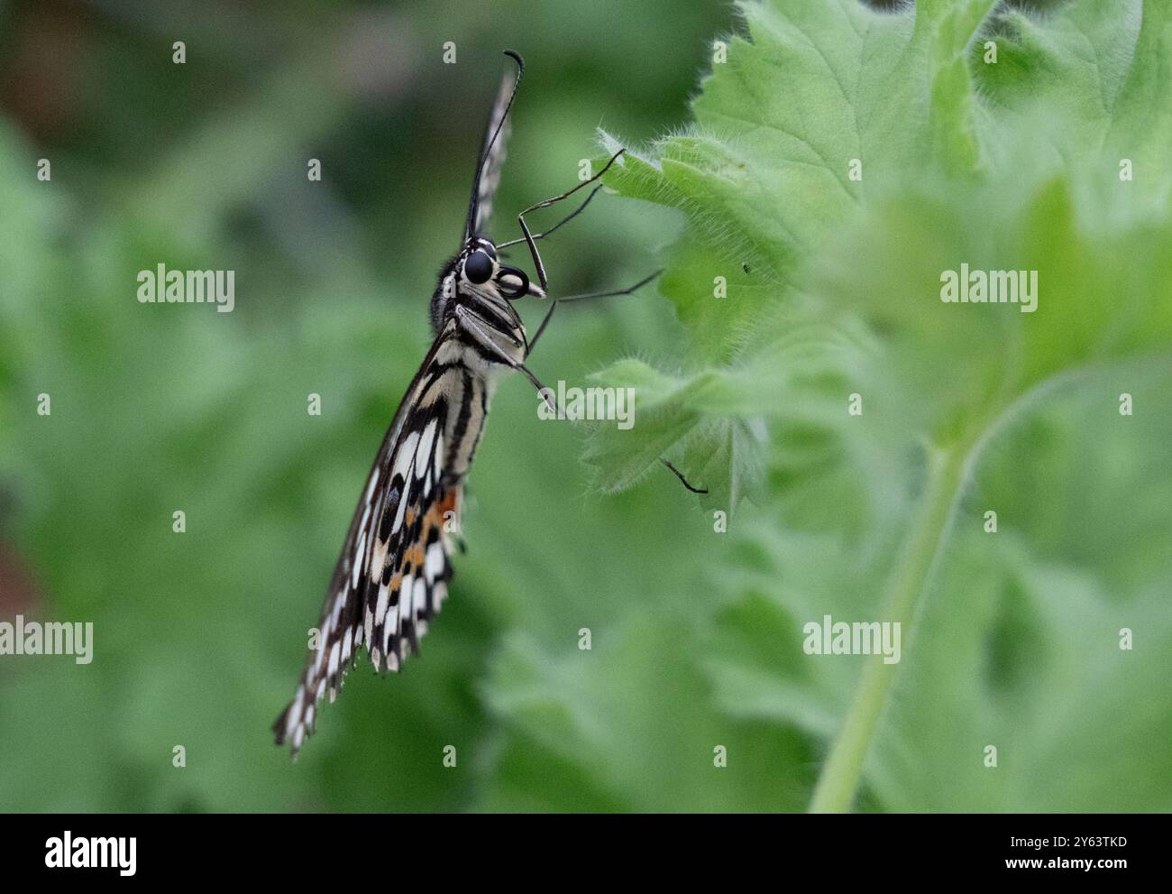 Papillon de chaux commun sur la feuille affichant l'oeil, et antennes. Banque D'Images