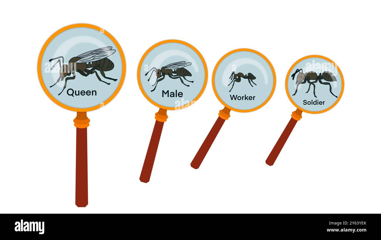 Systèmes de castes dans les sociétés de fourmis, type de fourmis. Structure sociale, différents types de fourmis dans une colonie, type de termites, collection de fourmis blanches, dessin animé Banque D'Images