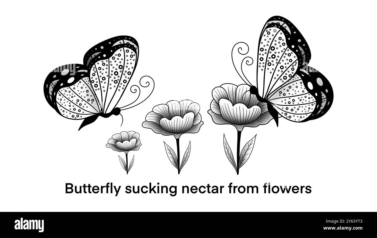 Les papillons sucent le nectar des fleurs, les beaux papillons sucent le nectar des fleurs colorées, gros plan papillon sur une fleur, bio éducative Banque D'Images