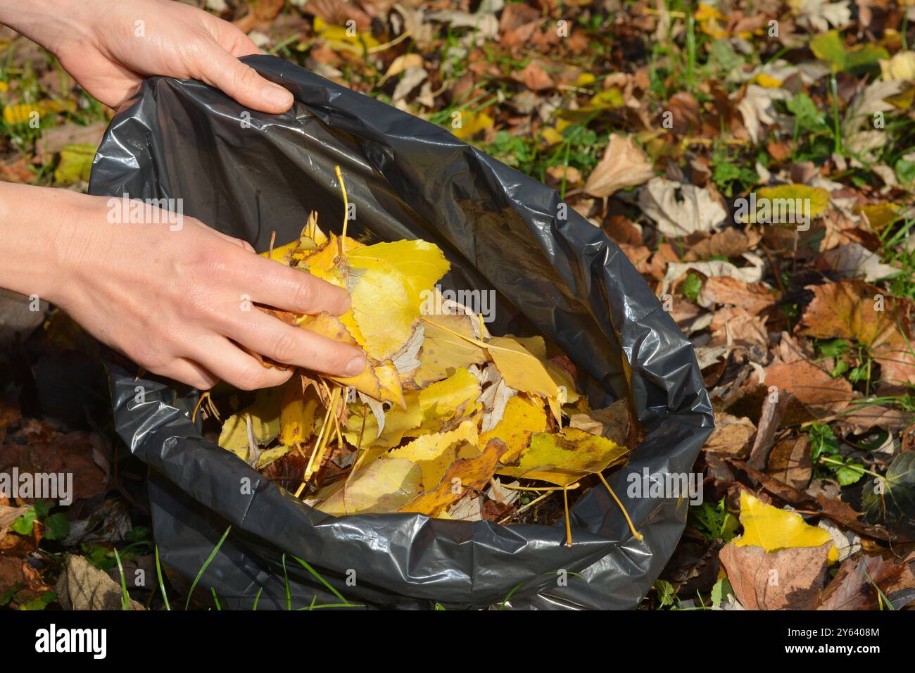 Retirez les feuilles de your​ yard. Femme nettoie et collecte les feuilles jaunes colorées tombées dans un sac noir dans le jardin d'automne. Nettoyez les feuilles tombées. Banque D'Images