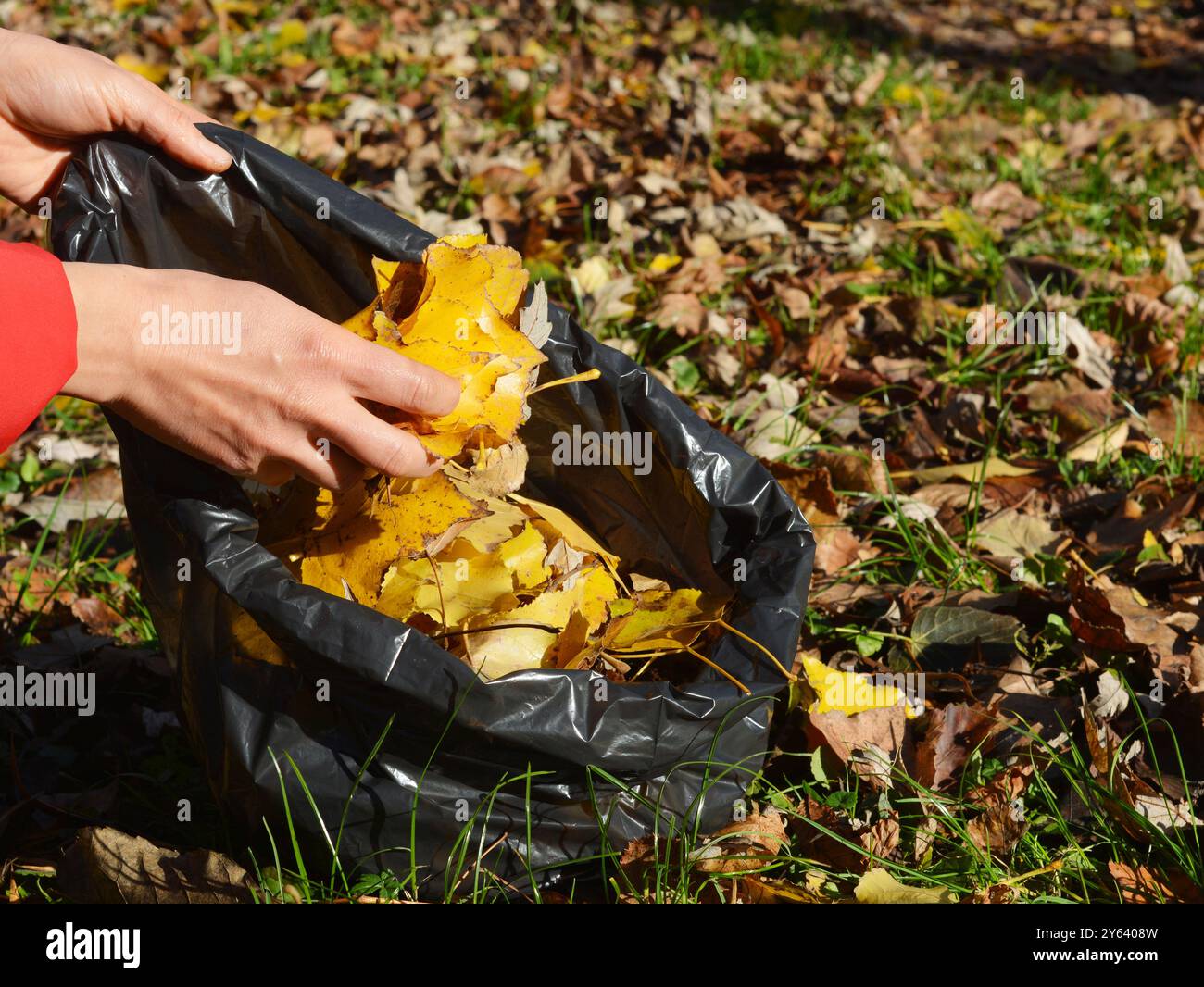 Gestion des feuilles mortes dans votre cour. Jardinier nettoyer et recueillir les feuilles mortes dans un sac poubelle avec les mains dans le jardin d'automne. Banque D'Images