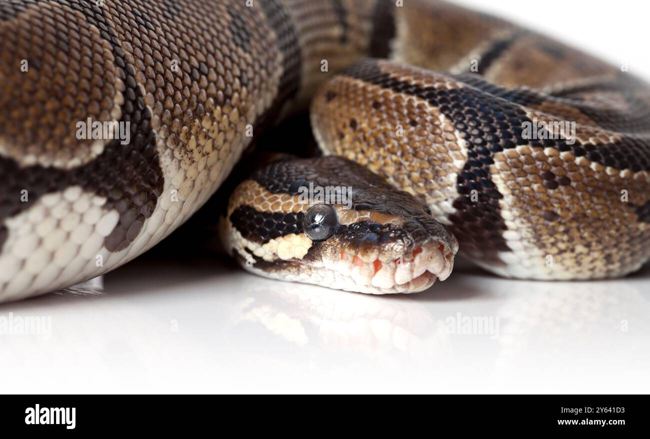 Portrait de serpent Python sur fond blanc Banque D'Images