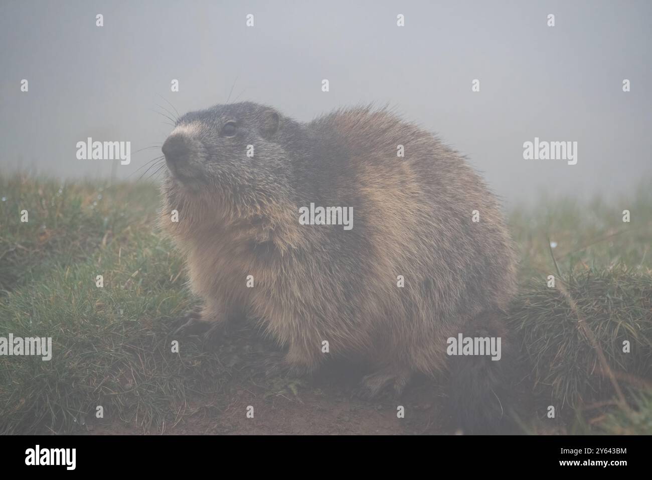 Marmotte alpine dans la brume, Marmota marmota, Coll de Pal, Catalogne, Espagne Banque D'Images