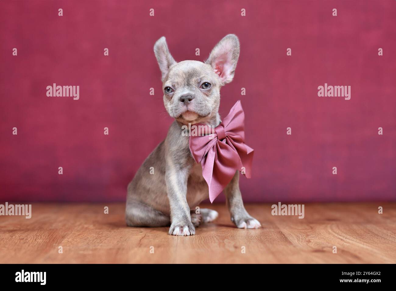 Chiot bouledogue français Brindle lilas avec ruban Bordeaux assis devant le fond du studio Banque D'Images