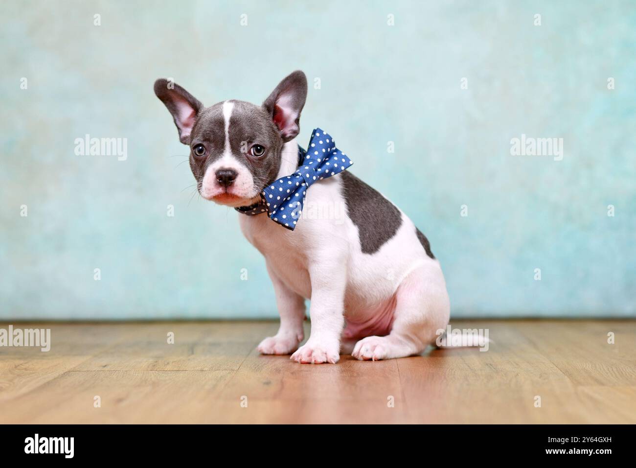 Petit chiot bouledogue français à pied avec noeud papillon et long nez devant un fond vert menthe Banque D'Images