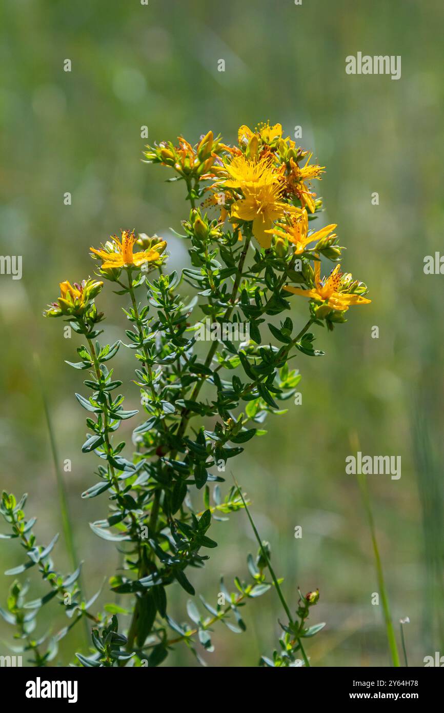 Fleurs de millepertuis, Hypericum perforatum, Banque D'Images